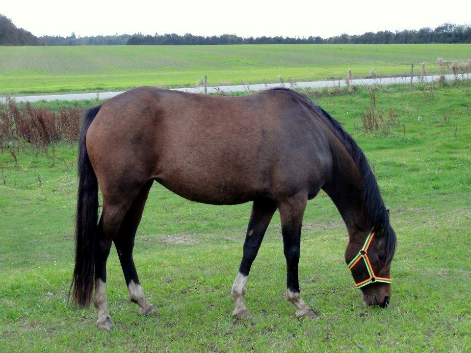 DSP Stidsbjergs Night Whisper - Sommer 2012 billede 19