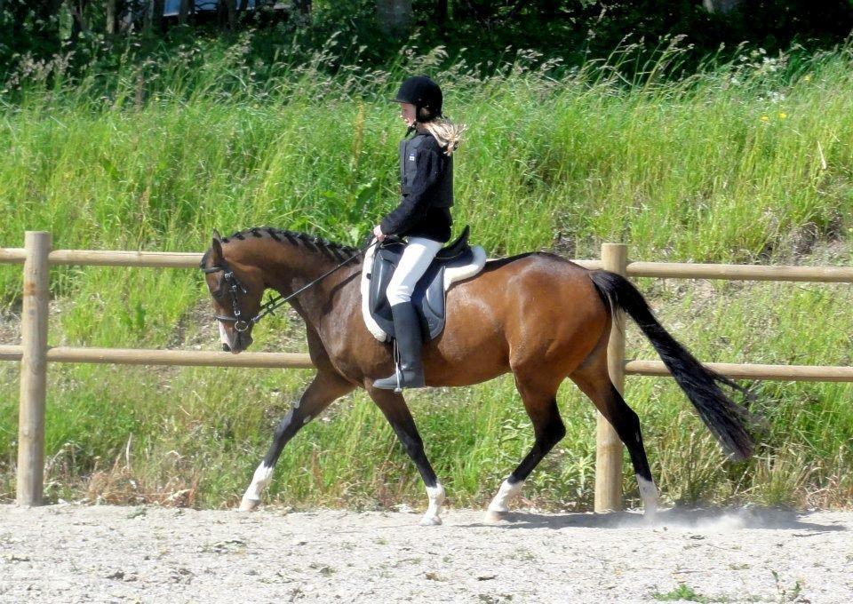 DSP Stidsbjergs Night Whisper - Linneas første ridetur på Whisper. billede 20