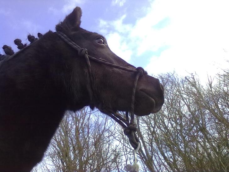 {{currentPhoto.altText}} billede {{currentPhoto.number}}