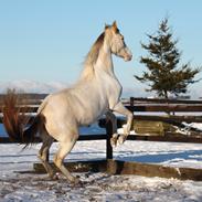 Tennessee Walker | Pearl of Justice