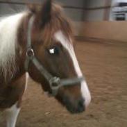 Anden særlig race Tarzan