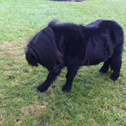 Shetlænder nielson af lundsgaard