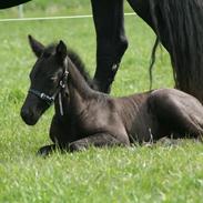 Frieser MorningDew Octavia