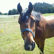 Anden særlig race vuitton<3