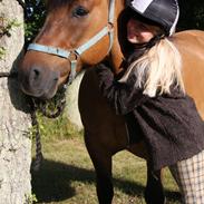 Highland Pony Moss-Side Harvey