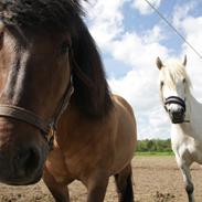Highland Pony Moss-Side Harvey