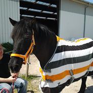 Anden særlig race Blackie