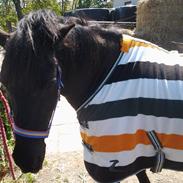 Anden særlig race Blackie