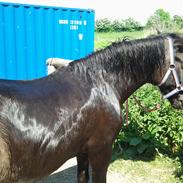 Anden særlig race Blackie