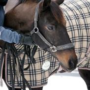 Anden særlig race Mondi