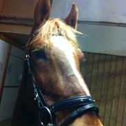 Frederiksborg Junior Søndergaard