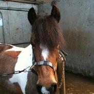 Hollandsk Sportspony COLOR <SOLGT!>