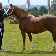 Welsh Pony af Cob-type (sec C) Kildegårdens Charm