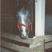 Anden særlig race Mon Ami