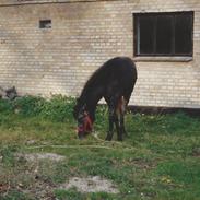 Anden særlig race Mon Ami