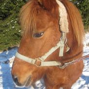 Anden særlig race Molly (SOLGT) <3