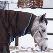 DSP Paradisets Spirit