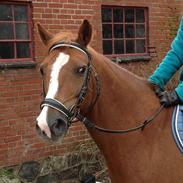 DSP Fruetoftens Lucky