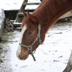 Palomino Royal Diamond