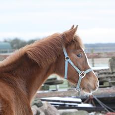 Palomino Royal Diamond