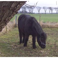 Anden særlig race Buller