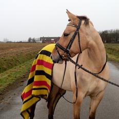 Anden særlig race Karamella