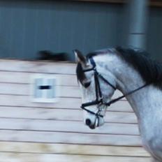 Shagya Araber (SH) Østergaards Amira (SOLGT)