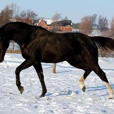 Hannoveraner Woomera