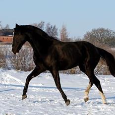 Hannoveraner Woomera