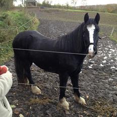 Irish Cob Havens Molly