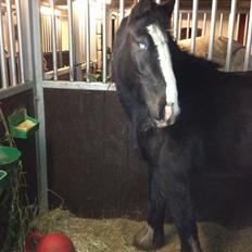 Irish Cob Havens Molly