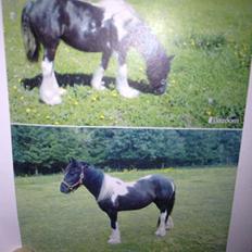 Irish Cob Havens Malou