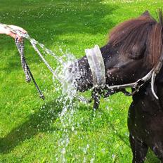 Shetlænder Bøgelys Ami