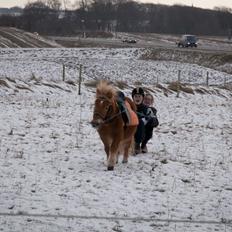 Shetlænder Fuglsangs Maja