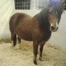 Welsh Mountain (sec A) Llwynneath Jennywren  R.I.P 