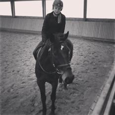 Dansk Varmblod Sacasira Hillock