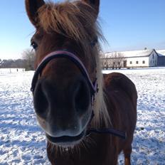 Islænder Lökka fra Bukkeis