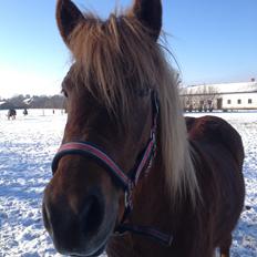Islænder Lökka fra Bukkeis