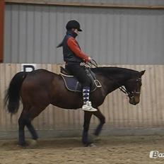 Anden særlig race Nova