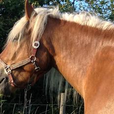 Schwarzwälder Koldblod Max