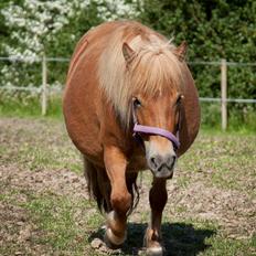 Shetlænder Fuglsangs Maja
