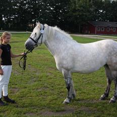 Highland Pony Kira