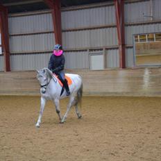 Holstener Melody XII