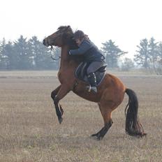 Dansk Varmblod Kraglunds Rosianna [ Tidl.LÅNEHEST] SOLGT! 