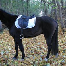 DSP Gødsbølgårds Pablo *himmelpony* <3