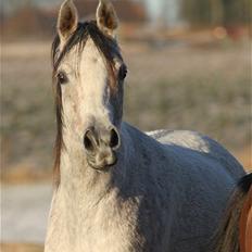 Arabisk fuldblod (OX) CA Zazsi - SOLGT -
