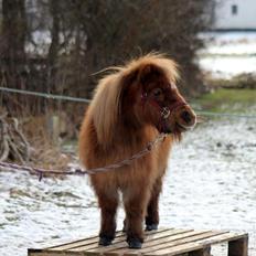 Anden særlig race Putte "delepony"