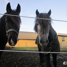 New Forest Hamborgs Jacaranda