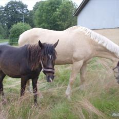 New Forest Hamborgs Jacaranda