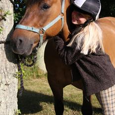 Highland Pony Moss-Side Harvey
